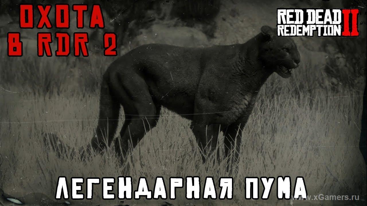 Легендарная пума в игре Red dead redemption 2