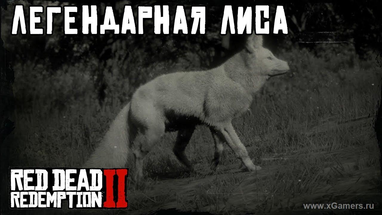 Легендарная лиса в игре Red dead redemption 2