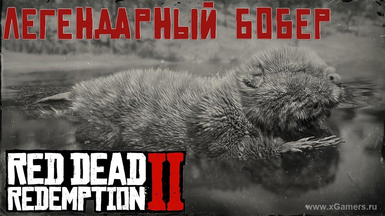 Легендарный бобер в игре Red dead redemption 2