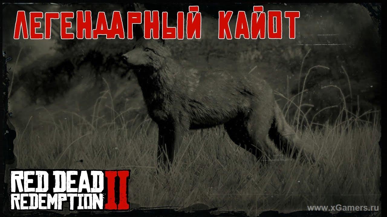 Легендарный койот в игре Red dead redemption 2