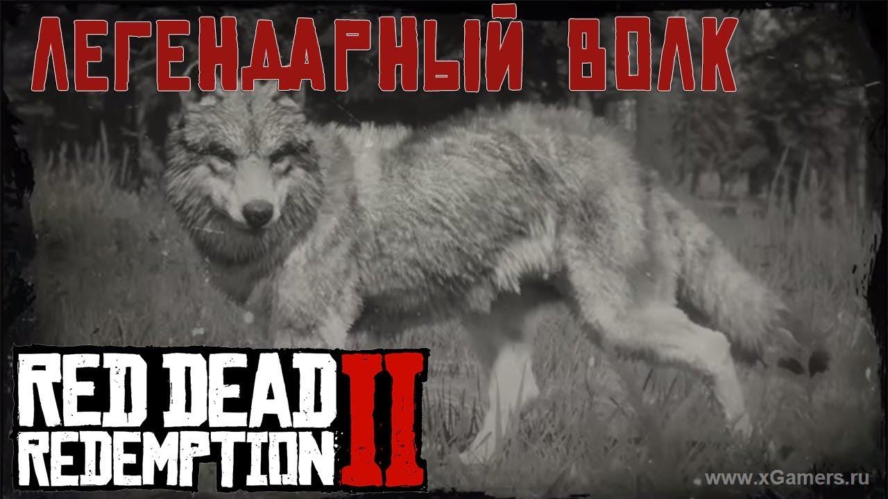 Легендарный волк в игре Red dead redemption 2